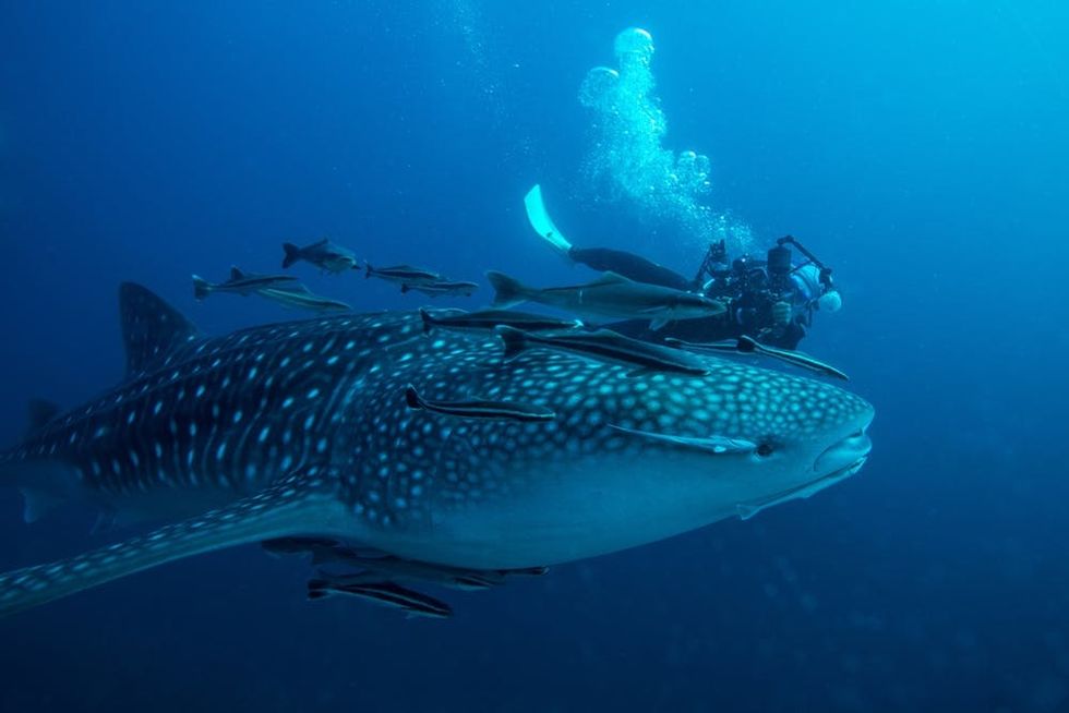 Whale shark in Similan islands,Thailand