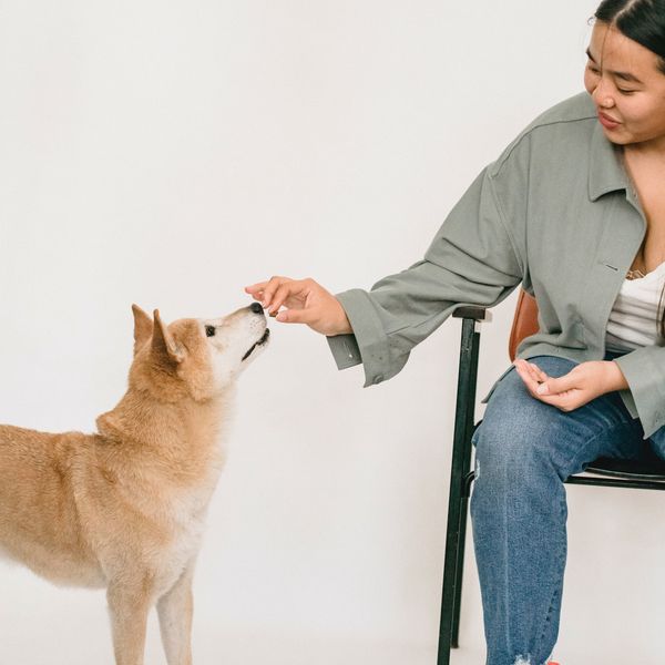 What Human Foods Can Dogs Eat?