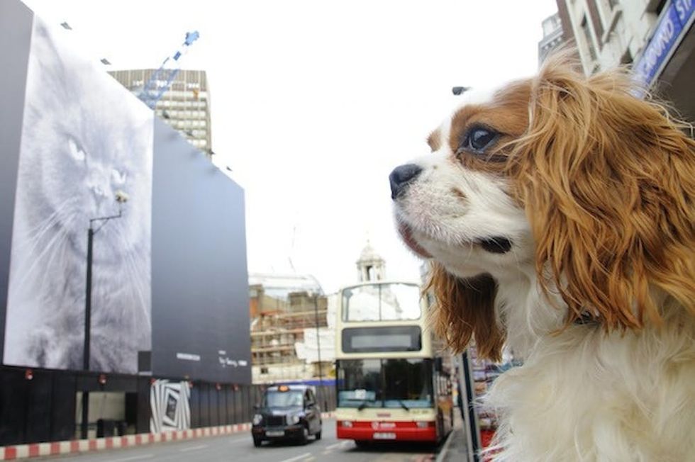What's New Pussycat? Overnight, A Bold New Art Installation Has Landed In London's Victoria