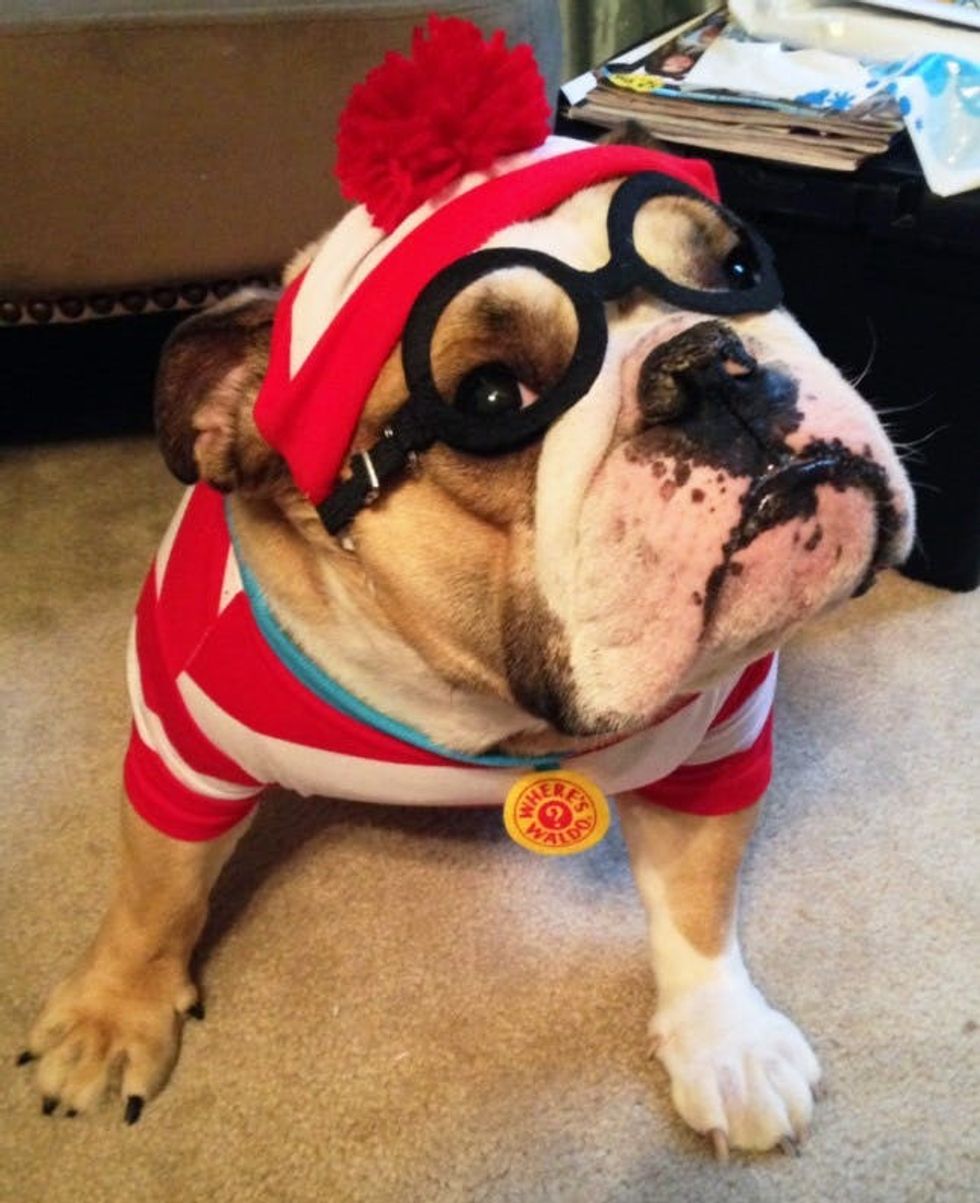 where's waldo dog costume