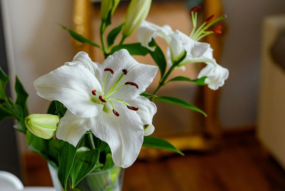 white lily bouquet in a vase