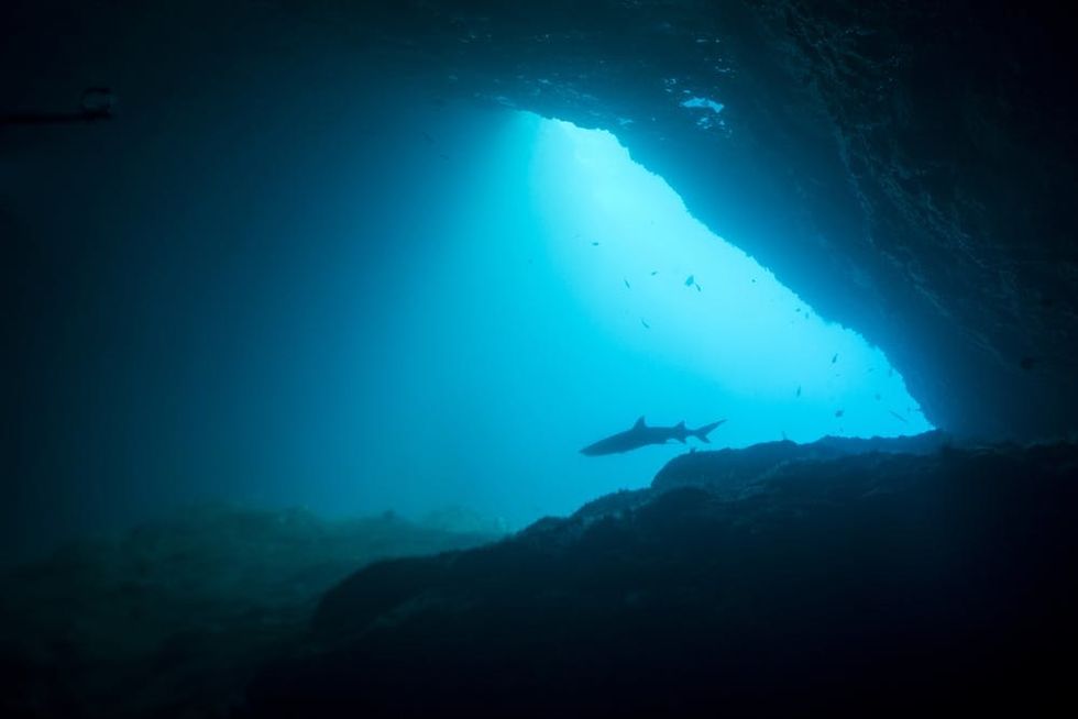 Whitetip reef shark in Bali