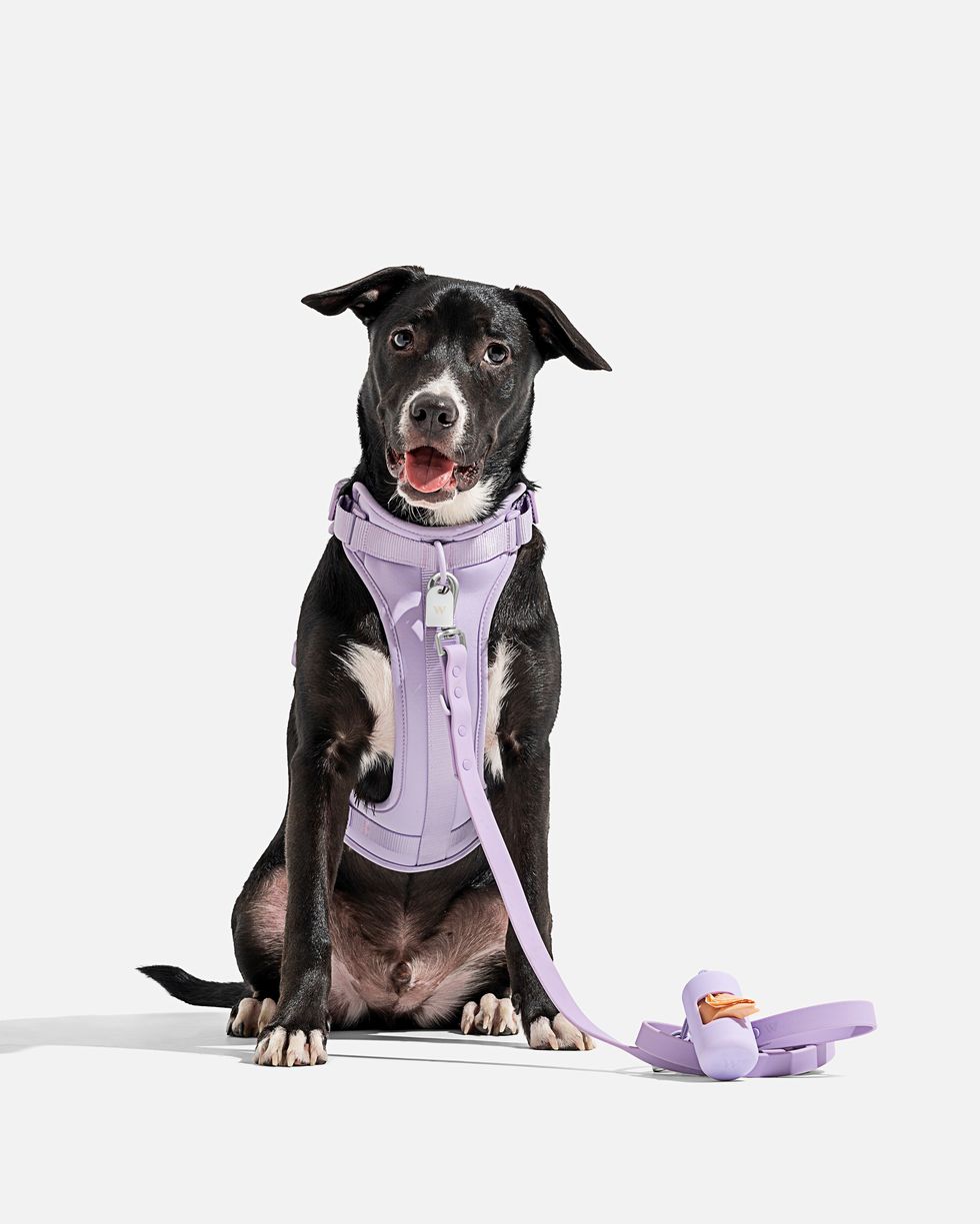Wild One Lilac Dog Harness