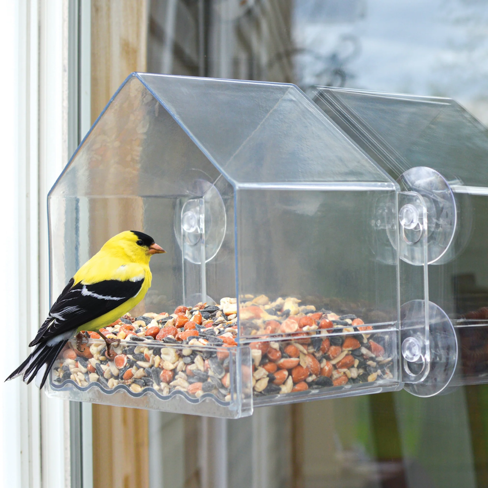 Wild Wings Clear Window Bird Feeder