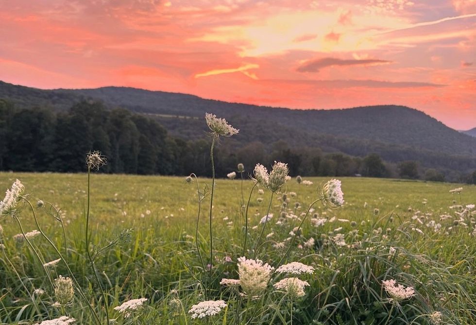 wildflowers at sunset by the mountains