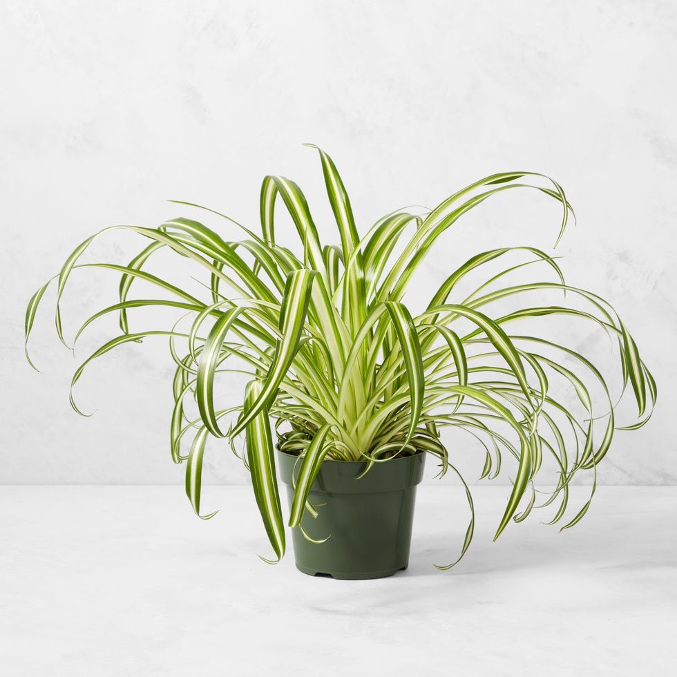 Williams Sonoma Live Spider House Plant