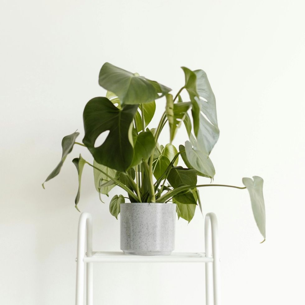 wilting houseplant