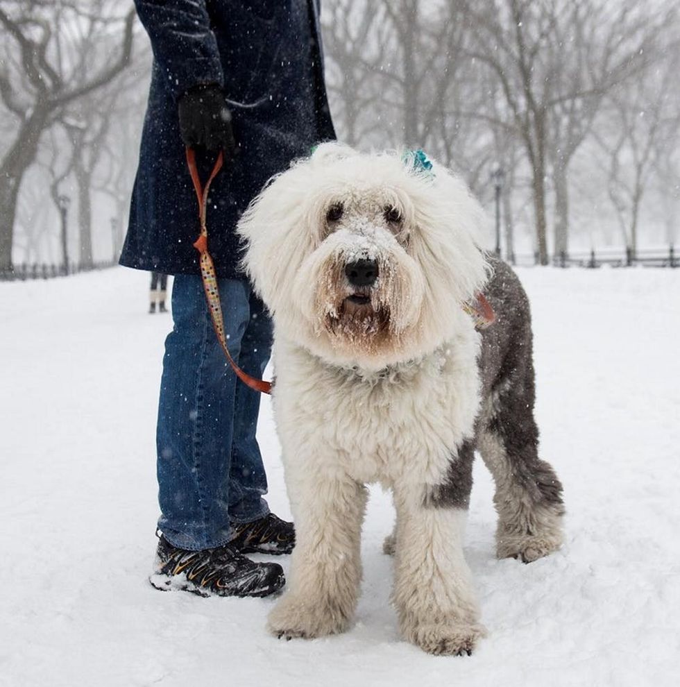 winter storm jonas 12