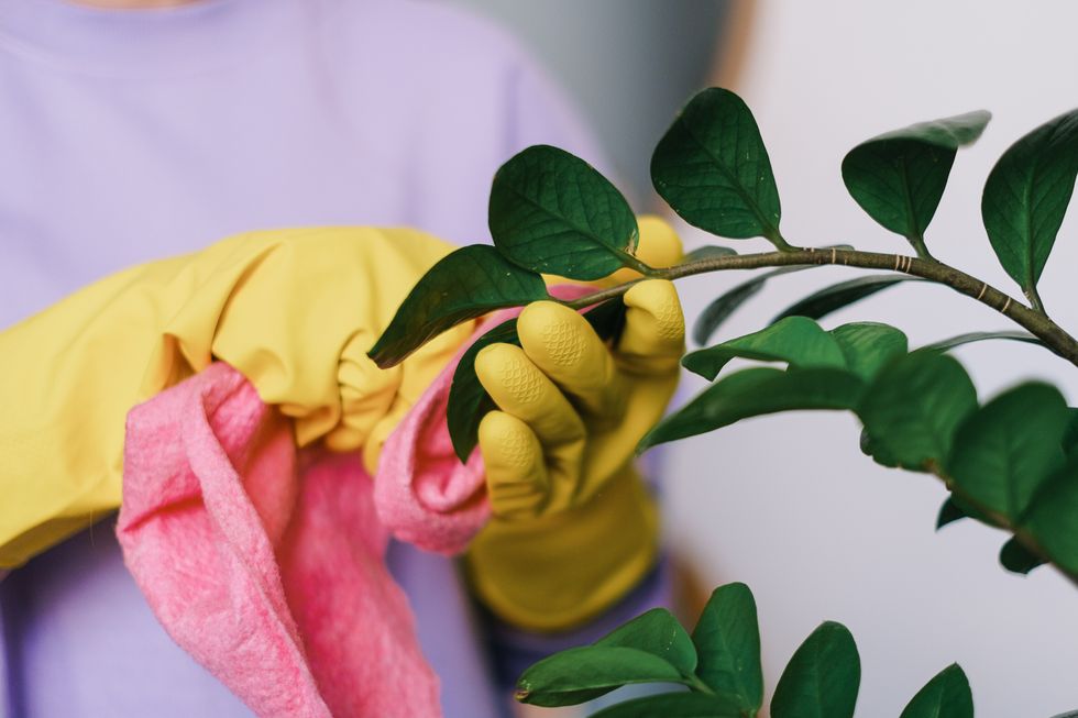 woman cleaning plant leaves