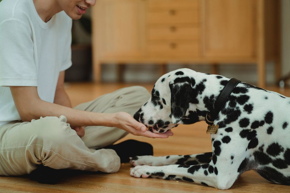 woman feeding a dalmatian by hand