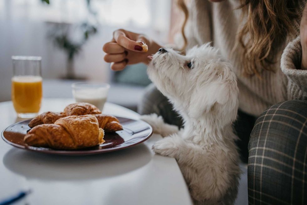 Woman feeds small white dog near croissants and juice on a table.