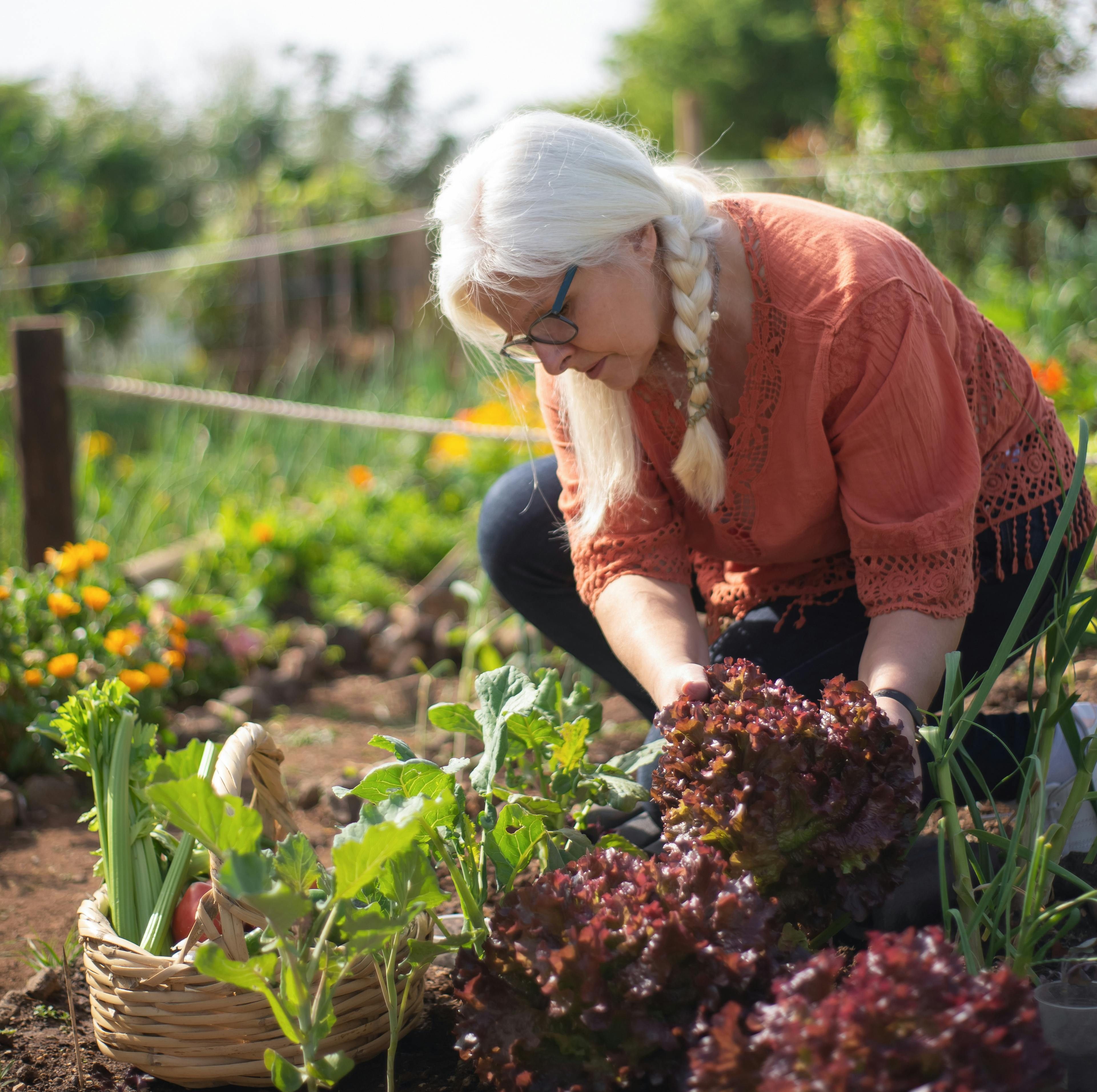 woman harvesting a vegetable garden