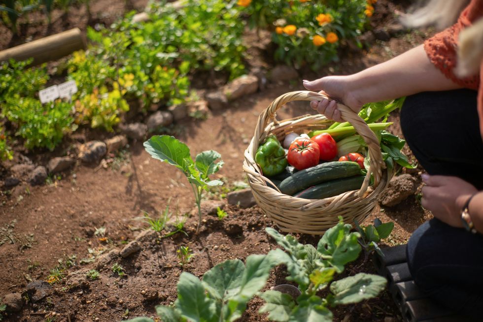woman harvesting her vegetable garden