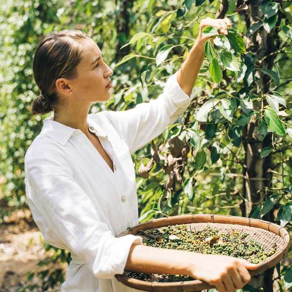 Woman in a white shirt picking leaves with a basket in a lush, green garden.