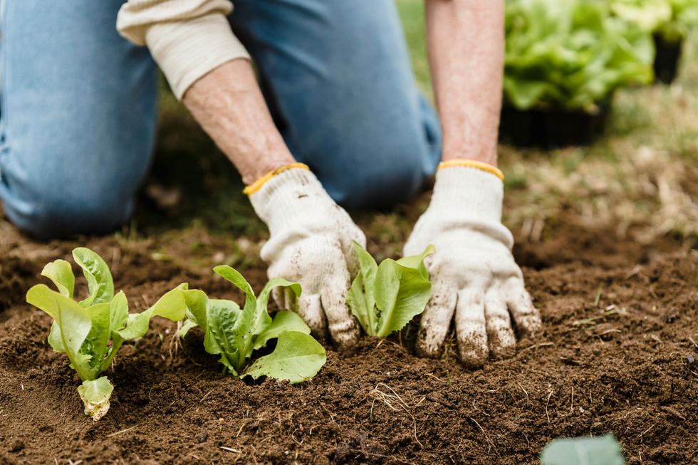 woman planting a vegetable garden