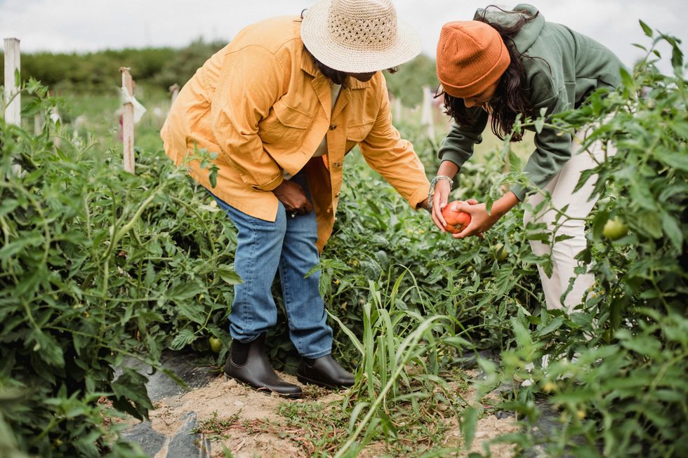 women harvesting a vegetable garden