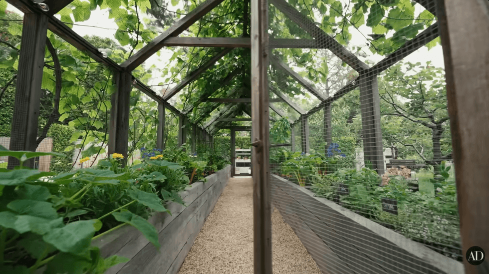 Wooden greenhouse with plants and vines climbing the roof, gravel floor pathway.