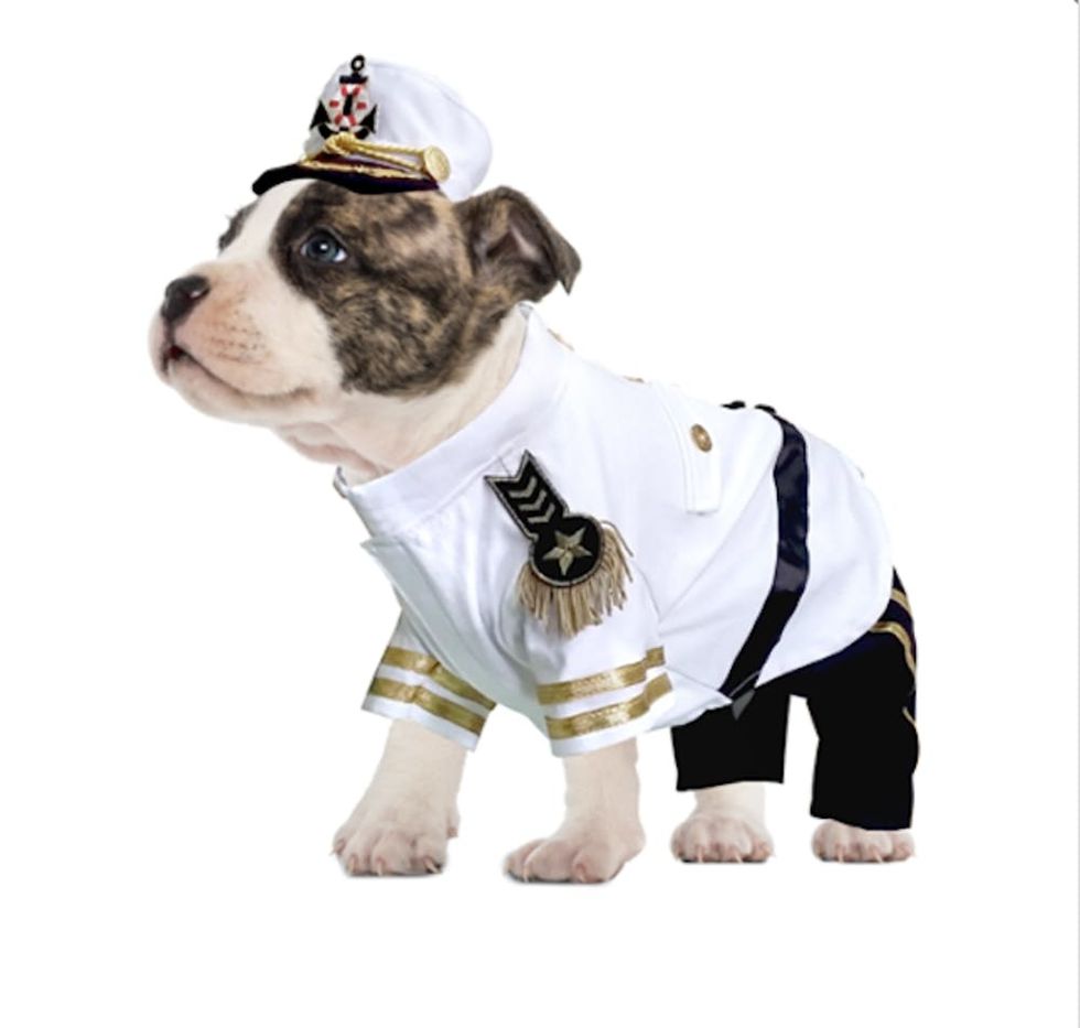 81 Dog Halloween Costume Ideas for Your Pooch Brit + Co Brit + Co
