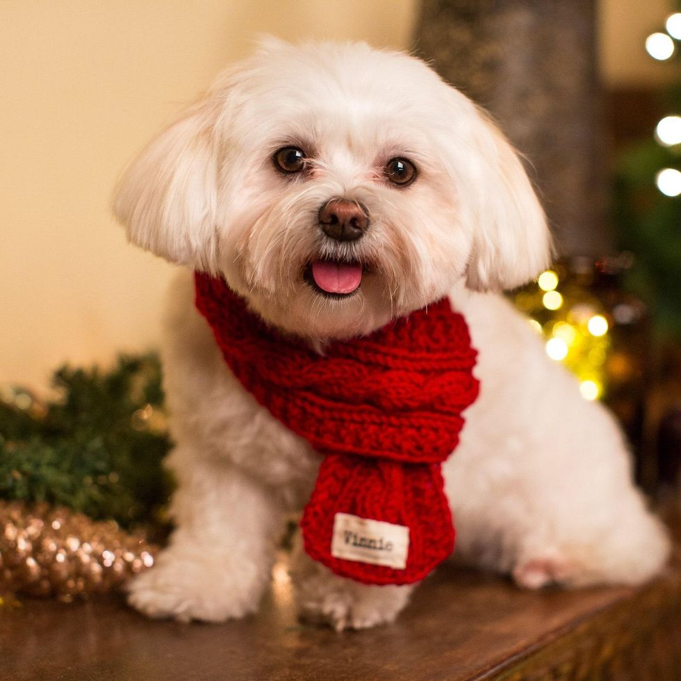 ZimaBy Personalized Pet Scarf